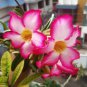 Mixed Pink & Crimson Red Adenium Desert Rose 2 PCS Seeds