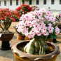 Mixed Pink & Crimson Red Adenium Desert Rose 2 PCS Seeds
