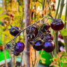 Mixed Pear-shaped and Round Purple Cherry Tomato 100 PCS Seeds Mixed Pear-shaped and Round Purple Cherry Tomato 100 PCS Seeds