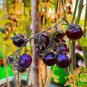 Mixed Pear-shaped and Round Purple Cherry Tomato 100 PCS Seeds