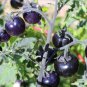 Mixed Pear-shaped and Round Purple Cherry Tomato 100 PCS Seeds
