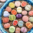 Mixed Many Types of Lithop Living Stones Rich Colorful 1000 PCS Seeds Mixed Many Types of Lithop Living Stones Rich Colorful 1000 PCS Seeds