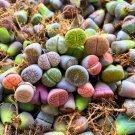 Mixed Many Types of Lithop Living Stones Rich Colorful 100 PCS Seeds Mixed Many Types of Lithop Living Stones Rich Colorful 100 PCS Seeds