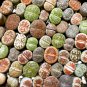 Mixed Many Types of Lithop Living Stones Rich Colorful 100 PCS Seeds