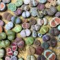 Mixed Many Types of Lithop Living Stones Rich Colorful 100 PCS Seeds
