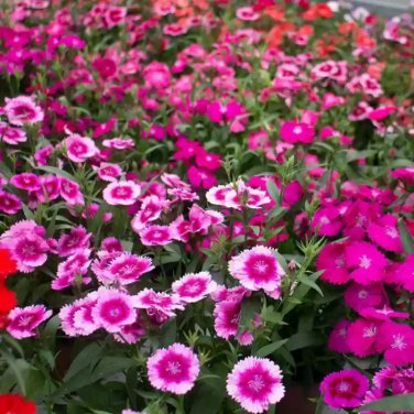 Multicolored Dianthus Caryophyllus Bonsai 10 PCS Seeds