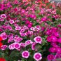 Multicolored Dianthus Caryophyllus Bonsai 10 PCS Seeds
