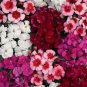 Multicolored Dianthus Caryophyllus Bonsai 10 PCS Seeds