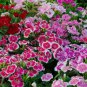 Multicolored Dianthus Caryophyllus Bonsai 10 PCS Seeds