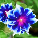 Mixed Kikyo-zaki Morning Glory 50 PCS Seeds