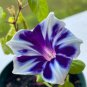 Mixed Kikyo-zaki Morning Glory 50 PCS Seeds