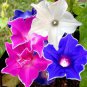 Mixed Kikyo-zaki Morning Glory 50 PCS Seeds