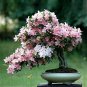 Mixed Japanese Sakura Flores Bonsai Cherry Blossoms 10 PCS Seeds