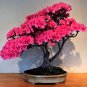 Mixed Japanese Sakura Flores Bonsai Cherry Blossoms 10 PCS Seeds