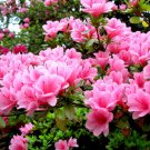 Mixed Japanese azalea 100 PCS Seeds