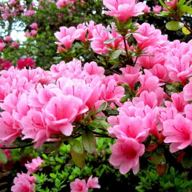 Mixed Japanese azalea 100 PCS Seeds