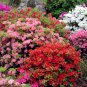 Mixed Japanese azalea 100 PCS Seeds