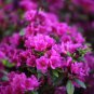 Mixed Japanese azalea 100 PCS Seeds
