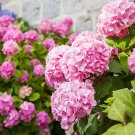 Mixed Hydrangea Flower Blue Red Pink White Colors 50 PCS Seeds Mixed Hydrangea Flower Blue Red Pink White Colors 50 PCS Seeds