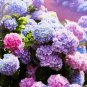 Mixed Hydrangea Flower Blue Red Pink White Colors 50 PCS Seeds