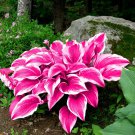 Mixed Hosta Bonsai Jardin Perennials Lily Flower Pot 100 PCS Seeds Mixed Hosta Bonsai Jardin Perennials Lily Flower Pot 100 PCS Seeds