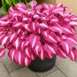 Mixed Hosta Bonsai Jardin Perennials Lily Flower Pot 100 PCS Seeds