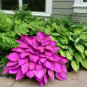 Mixed Hosta Bonsai Jardin Perennials Lily Flower Pot 100 PCS Seeds