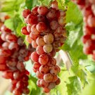 Mixed Grape Vitis Vinifera Vine Delicious Fresh Fruit 15 PCS Seeds Mixed Grape Vitis Vinifera Vine Delicious Fresh Fruit 15 PCS Seeds