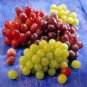 Mixed Grape Vitis Vinifera Vine Delicious Fresh Fruit 15 PCS Seeds