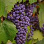 Mixed Grape Vitis Vinifera Vine Delicious Fresh Fruit 15 PCS Seeds