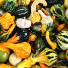 Mixed Gourds Ornamental Pumpkin 50 PCS Seeds