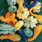 Mixed Gourds Ornamental Pumpkin 50 PCS Seeds