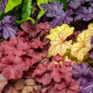 Mixed Heuchera Bonsai Coral Flower Coral Bells 100 PCS Seeds Mixed Heuchera Bonsai Coral Flower Coral Bells 100 PCS Seeds