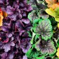 Mixed Heuchera Bonsai Coral Flower Coral Bells 100 PCS Seeds