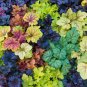 Mixed Heuchera Bonsai Coral Flower Coral Bells 100 PCS Seeds