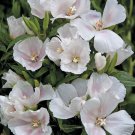 Mixed Godetia Monarch Clarkia Amoena Flowers 50 PCS Seeds
