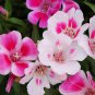 Mixed Godetia Monarch Clarkia Amoena Flowers 50 PCS Seeds