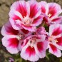 Mixed Godetia Monarch Clarkia Amoena Flowers 50 PCS Seeds