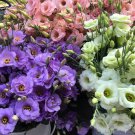 Mixed Eustoma Imported Eustoma grandiflorum Dozens of Varieties 100 PCS Seeds Mixed Eustoma Imported Eustoma grandiflorum Dozens of Varieties 100 PCS Seeds