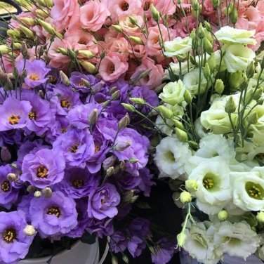 Mixed Eustoma Imported Eustoma grandiflorum Dozens of Varieties 100 PCS Seeds