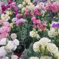 Mixed Eustoma Imported Eustoma grandiflorum Dozens of Varieties 100 PCS Seeds