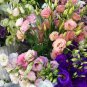 Mixed Eustoma Imported Eustoma grandiflorum Dozens of Varieties 100 PCS Seeds