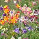 Mixed Garden Columbine Perennial Aquilegia Flowers 50 PCS Seeds Mixed Garden Columbine Perennial Aquilegia Flowers 50 PCS Seeds