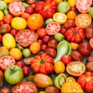 Mixed Heirloom 9 Types Edible Cherry Tomato 100 PCS Seeds Mixed Heirloom 9 Types Edible Cherry Tomato 100 PCS Seeds