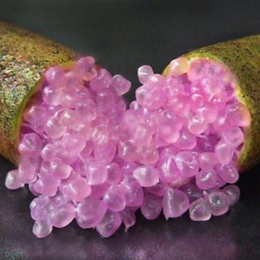 Mixed Finger Lime Green Red Pink Fruit 20 PCS Seeds