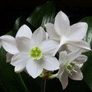 Mixed Eucharis Grandiflora Bonsai 100 PCS Seeds Mixed Eucharis Grandiflora Bonsai 100 PCS Seeds