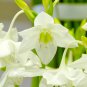 Mixed Eucharis Grandiflora Bonsai 100 PCS Seeds