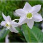 Mixed Eucharis Grandiflora Bonsai 100 PCS Seeds