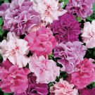 Mixed Double petalled Hanging Petunia Hybrid 200 PCS Seeds Mixed Double petalled Hanging Petunia Hybrid 200 PCS Seeds