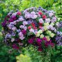 Mixed Double petalled Hanging Petunia Hybrid 200 PCS Seeds